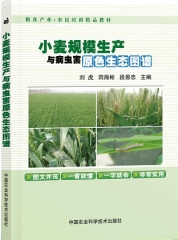 小麦规模生产与病虫害原色生态图谱